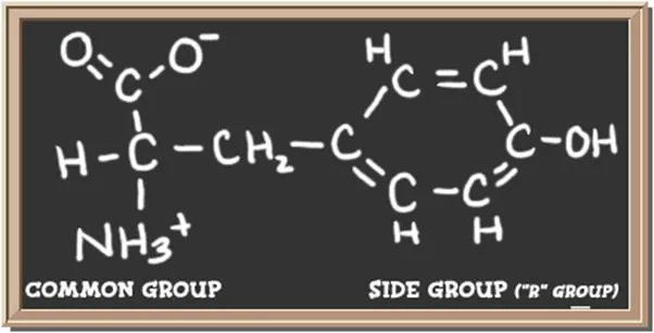 Structure of the amino acid tyrosine