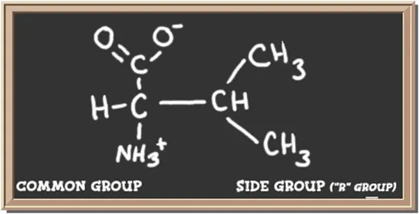 Structure of the amino acid valine