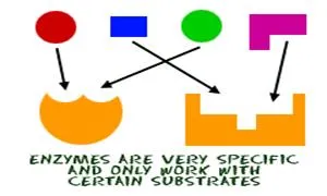 Enzymes are very specific and only work with certain substrates.