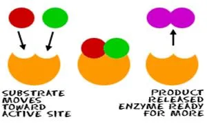 Substrate combines with active site