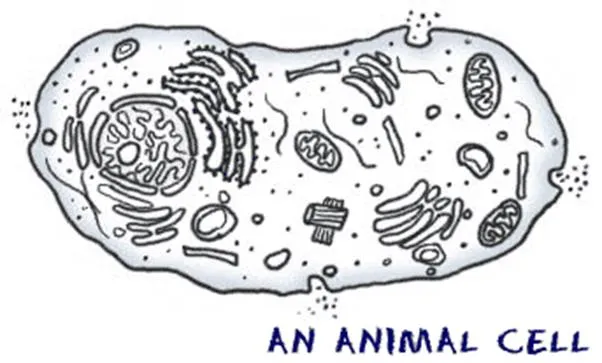 Structure of generic animal cell