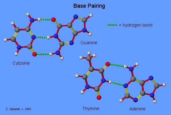 582basepair.webp