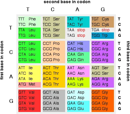 https://chem.libretexts.org/@api/deki/files/18313/dnacode.webp?revision=1&size=bestfit&width=453&height=397