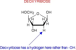 https://chem.libretexts.org/@api/deki/files/18285/deoxyribose.webp?revision=1&size=bestfit&width=263&height=174