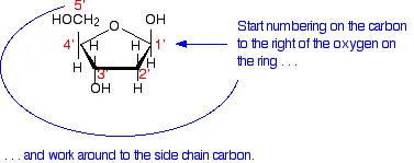 https://chem.libretexts.org/@api/deki/files/18286/deoxyriboseno.webp?revision=1&size=bestfit&width=377&height=149