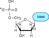 https://chem.libretexts.org/@api/deki/files/18288/nucleotide1.webp?revision=1&size=bestfit&width=173&height=134