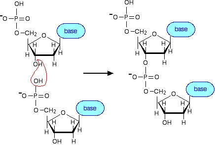 https://chem.libretexts.org/@api/deki/files/18291/makedna.webp?revision=1&size=bestfit&width=436&height=293