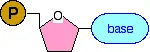 https://chem.libretexts.org/@api/deki/files/18292/nucleotide3.webp?revision=1&size=bestfit&width=150&height=52