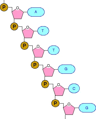 https://chem.libretexts.org/@api/deki/files/18293/dnachain.webp?revision=1&size=bestfit&width=323&height=400