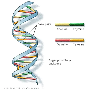 https://chem.libretexts.org/@api/deki/files/18294/doublehelix.webp?revision=1&size=bestfit&width=356&height=367