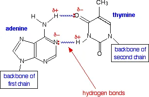 https://chem.libretexts.org/@api/deki/files/18295/atbasepair.webp?revision=1&size=bestfit&width=307&height=200