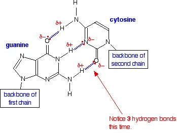 https://chem.libretexts.org/@api/deki/files/18296/gcbasepair.webp?revision=1&size=bestfit&width=349&height=263