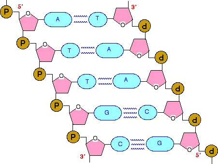 https://chem.libretexts.org/@api/deki/files/18297/dnachain2.webp?revision=1&size=bestfit&width=451&height=339