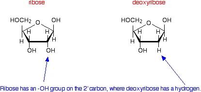 https://chem.libretexts.org/@api/deki/files/18302/ribvdeoxyrib.webp?revision=1&size=bestfit&width=415&height=191