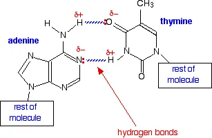 https://chem.libretexts.org/@api/deki/files/18306/atbasepair2.webp?revision=1&size=bestfit&width=307&height=200