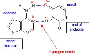 https://chem.libretexts.org/@api/deki/files/18308/aubasepair.webp?revision=1&size=bestfit&width=307&height=185