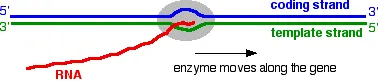 https://chem.libretexts.org/@api/deki/files/18312/transcribe3.webp?revision=1&size=bestfit&width=378&height=82