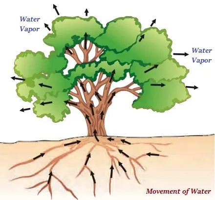 Movement of Water Plants