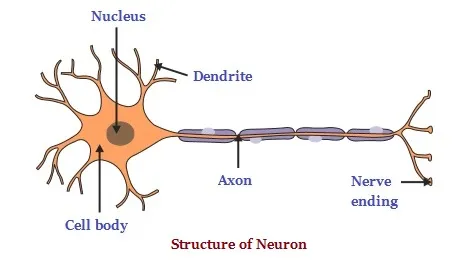 Structure of Neuron