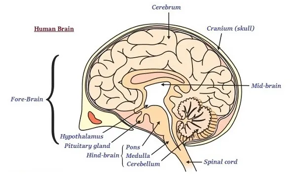 Human Brain