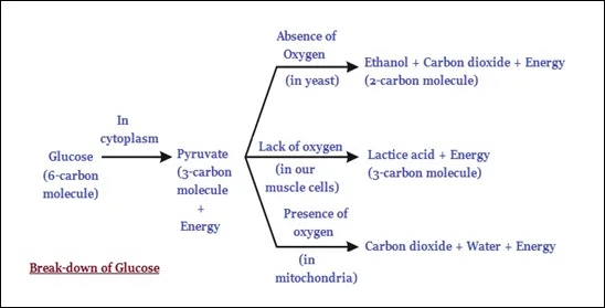 Break-down of Glucose