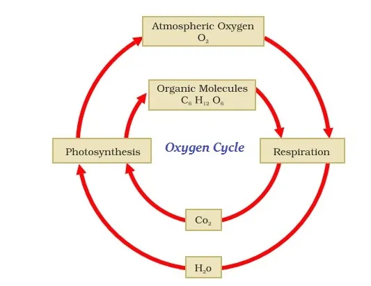 Oxygen Cycle