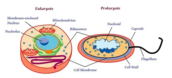 Eukaryote Prokaryote