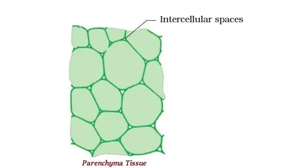 Parenchyma Tissue