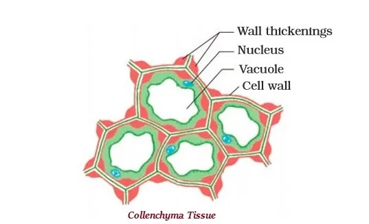 Collenchyma Tissue