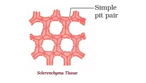 Sclerenchyma Tissue