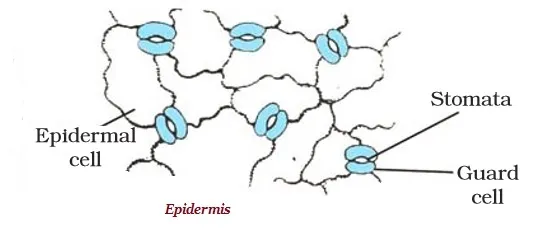 Epidermis