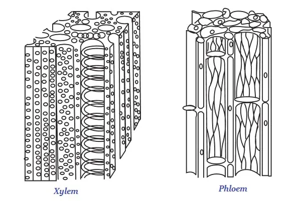 Xylema and Phloem