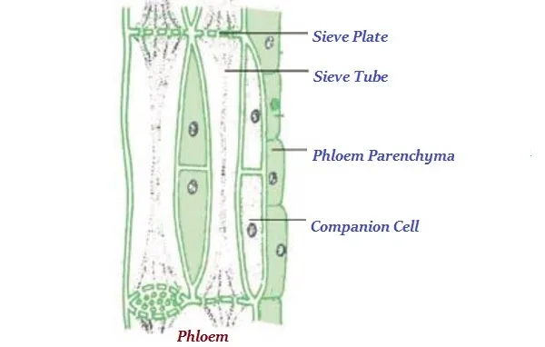 Phloem