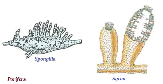 Porifera