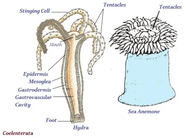 Coelenterata