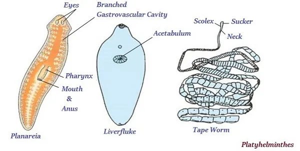 Platyhelminthes