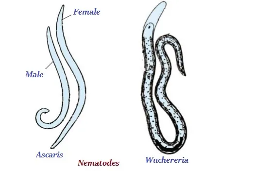 Nematodes