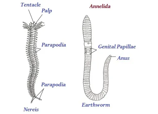 Annelida