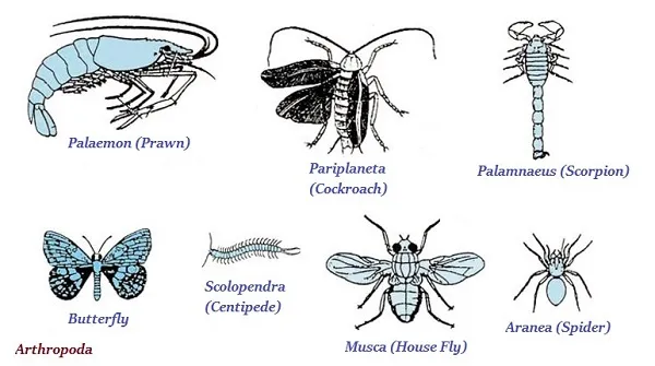 Arthropoda