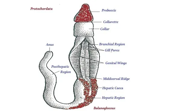 Protochordata