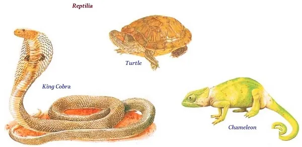 Reptilia