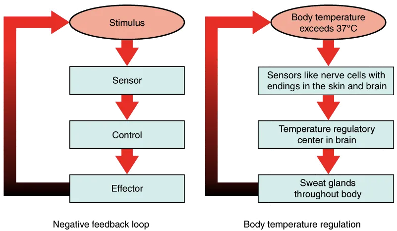 (a) A negative feedback loop has four basic parts: A stimulus, sensor, control, and effector.  (b) Body temperature is regulated by negative feedback. The stimulus is when the body temperature exceeds 37 degrees Celsius, the sensors are the nerve cells with endings in the skin and brain, the control is the temperature regulatory center in the brain, and the effector is the sweat glands throughout the body. 
