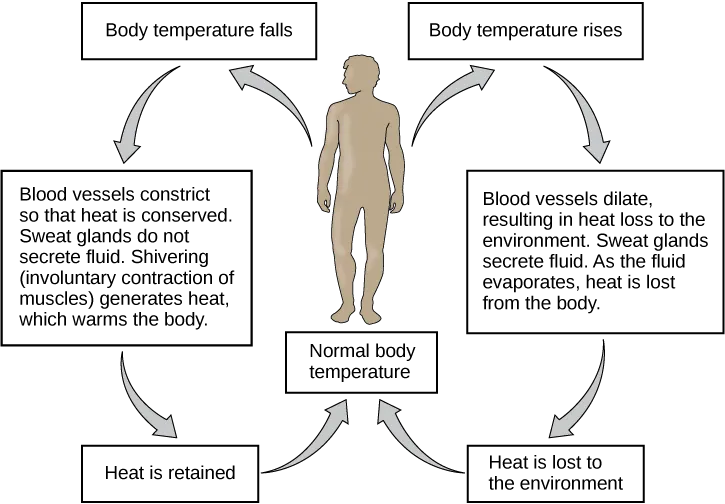 Image showing temperature regulation in response to signals from the nervous system. When the body temperature falls, the blood vessels constrict, sweat glands don't produce sweat, and shivering generates heat to warm the body. This causes heat to be retained the the body temperature to return to normal. 

When the body temperature is too high, the blood vessels dilate, sweat glands secrete fluid, and heat is lost from the body. As heat is lost to the environment, the body temperature returns to normal. 