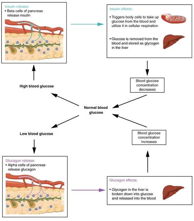  If blood glucose concentration rises above the normal range, insulin is released, which stimulates body cells to remove glucose from the blood. If blood glucose concentration drops below this range, glucagon is released, which stimulates body cells to release glucose into the blood.