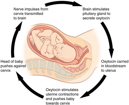 Normal childbirth is driven by a positive feedback loop. A positive feedback loop results in a change in the bodys status, rather than a return to homeostasis. The feedback loop includes (the loops is drawn clockwise):
* Nerve impulses from the cervix being transmitted to the brain
* The brain stimulates the pituitary gland to secrete oxytocin
* Oxytocin carried in bloodstream to uterus
* Oxytocin stimulates uterine contractions and pushes baby toward cervix
* Head of baby pushes against cervix
* and so on in a loop!