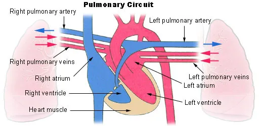 This diagram of the pulmonary circuit indicates the left and right pulmonary arteries, left and right pulmonary veins, left and right atria, left and right ventricle, and heart muscle. Oxygen-rich blood travels into the veins; oxygen-poor blood travels through the arteries.