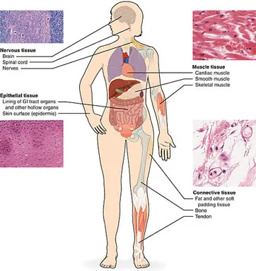 Human body tissue