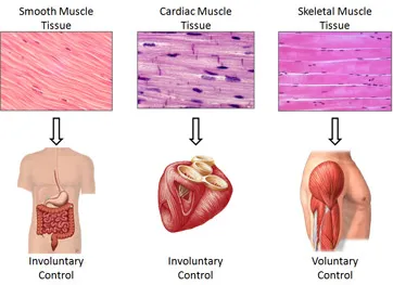 Muscle tissue