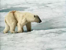 Polar Tourism