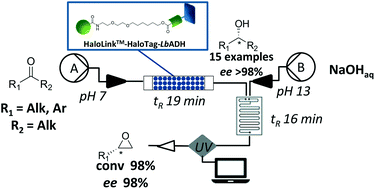 Description: Graphical abstract: Rapid, selective and stable HaloTag-LbADH immobilization directly from crude cell extract for the continuous biocatalytic production of chiral alcohols and epoxides